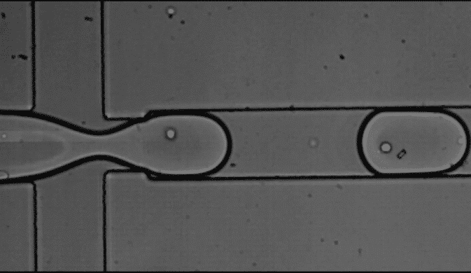 high throughput single cell analysis