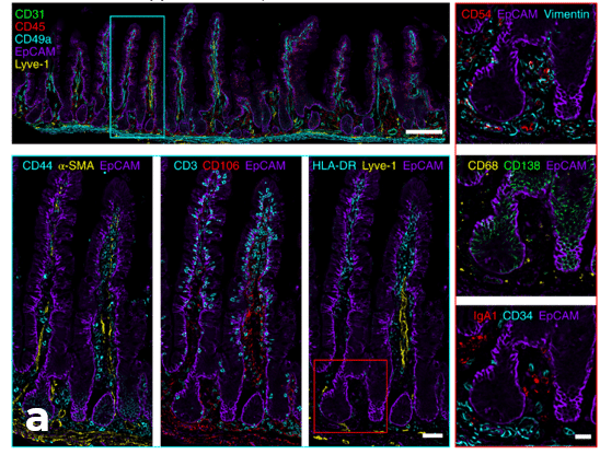 automated immunolabeling ibex aria human jejunum