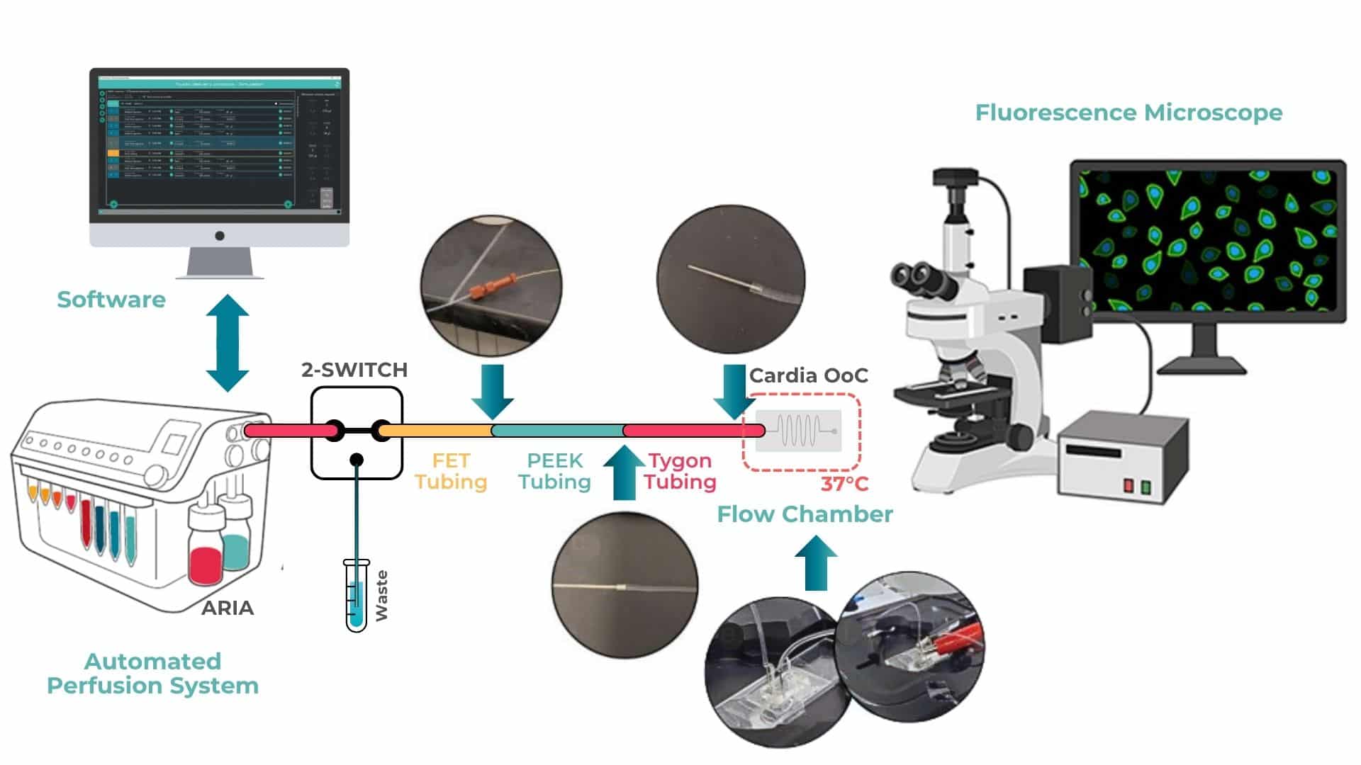 visuel of the Cardiac OOC Aria Setup