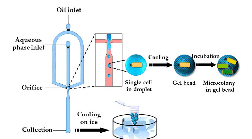 Agarose microbeads formation scheme