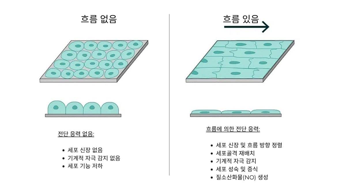 그림 전단 응력 하에서 세포 형태 및 조직 변화
