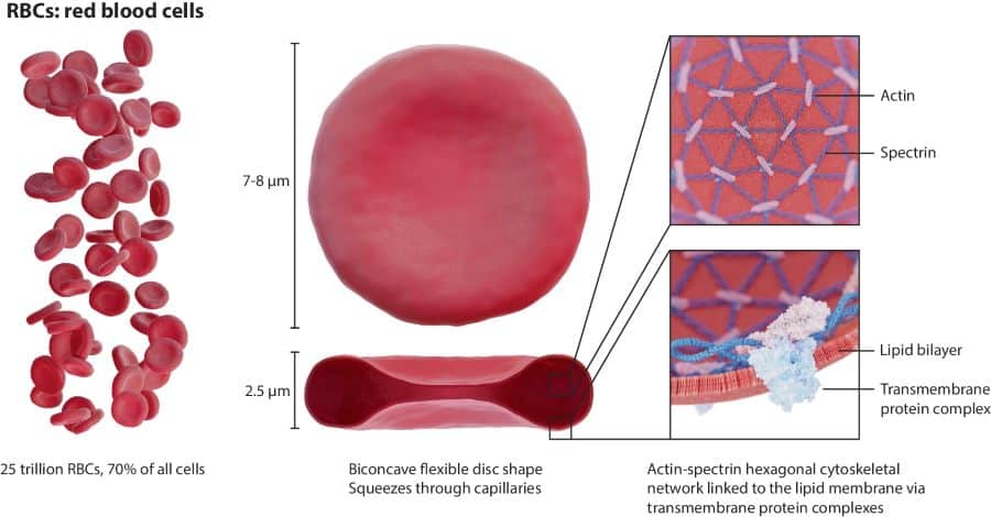 red blood cell characteristics